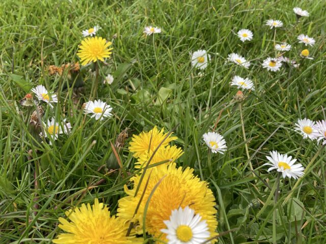 AVONTUURLIJK TUINIEREN