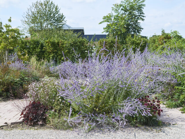 DE AVONTUURLIJKE TUIN